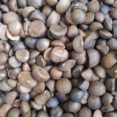 Żrieragħ tal-Camellia li jittiekel