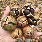 Żerriegħa tal-Camellia Selvaġġa